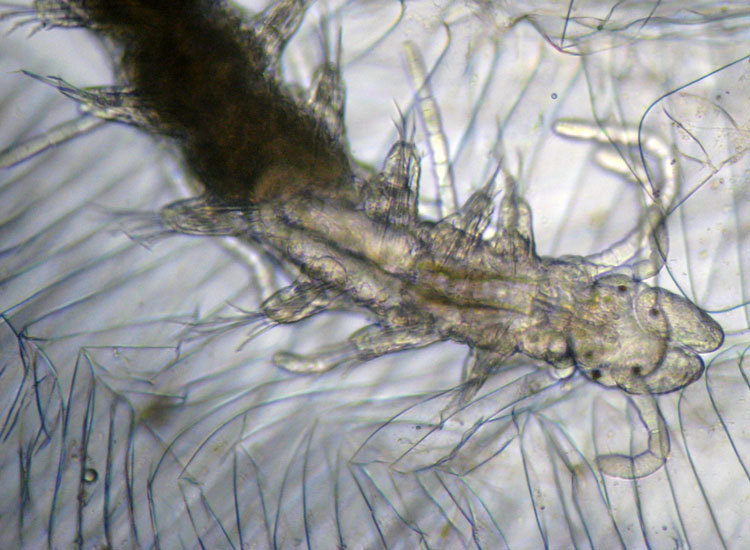 (Micro)mostri marini
